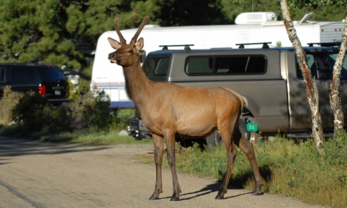 Estes Park Camping