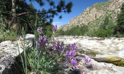 Rafting the Poudre River