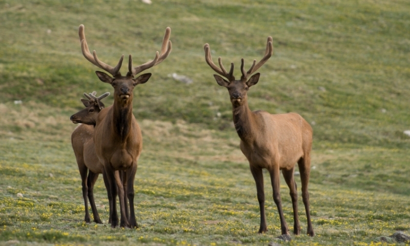 Elk in Estes Park Colorado