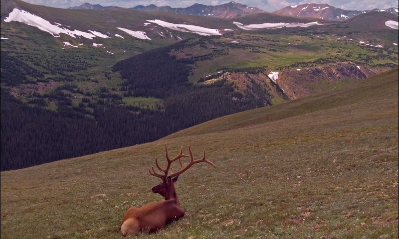 Elk on Trail Ridge Road in Rocky Mountain National Park