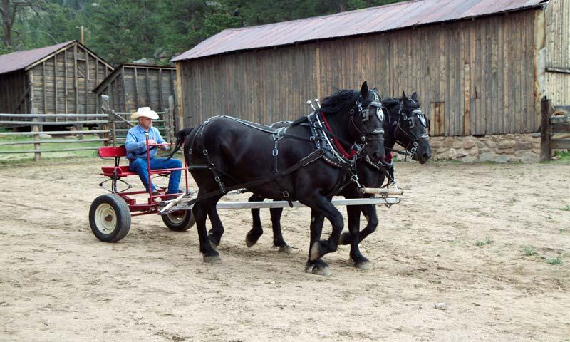 Working Horses at MacGregor Ranch