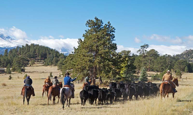 Cattle Drive at MacGregor Ranch